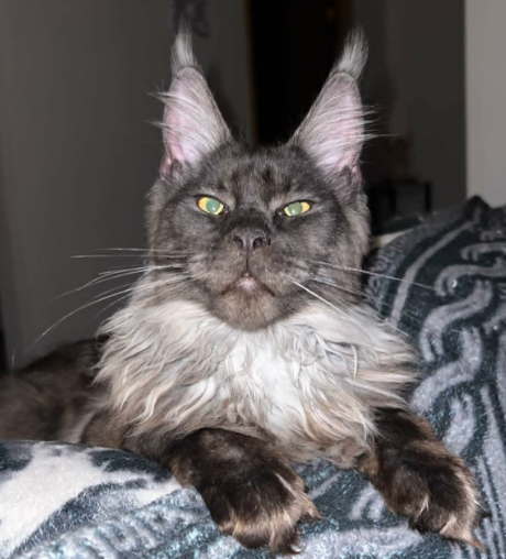 Loki photo 4